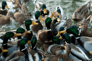 Duck Frenzy