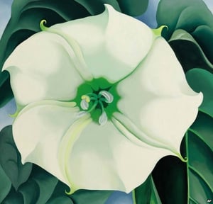 Jimson Weed/ White Flower No. 1