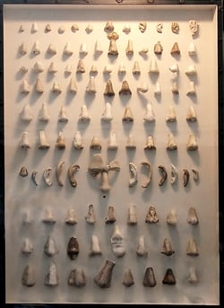 Noses Exhibit