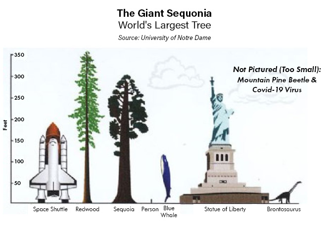 The Giant Sequonia_2